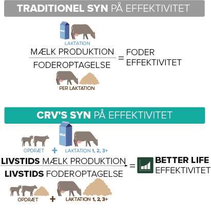 betterlife effektivitet_ infographic